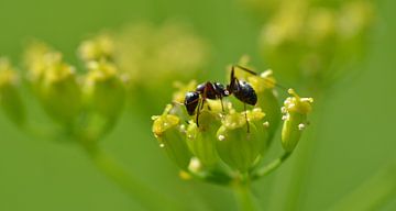 Mier op gele bloem