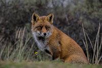 Red fox.