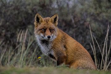 Red fox. by Robert Moeliker