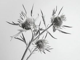 Thistles in black and white by Franka Poulain