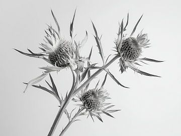 Distels in zwart wit van Franka Poulain
