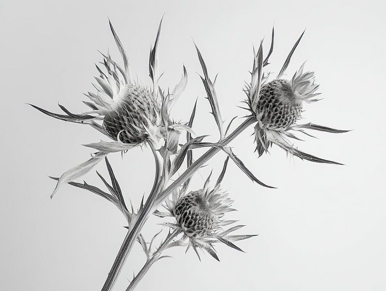 Chardons en noir et blanc par Franka Poulain
