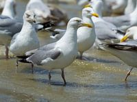 meeuwen aan de Belgische kust
