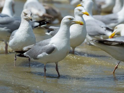 meeuwen aan de Belgische kust