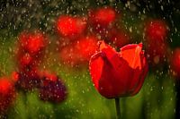 Des tulipes rouges éclatantes sous la pluie