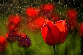 Bright red tulips in the rain by Oliver Lahrem