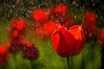 Felrode tulpen in de regen van Oliver Lahrem