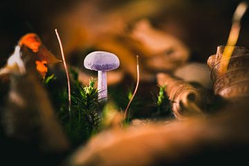 Macro picture of a purple mushroom. Set against the fresh green moss in the woods. by Fotografiecor .nl