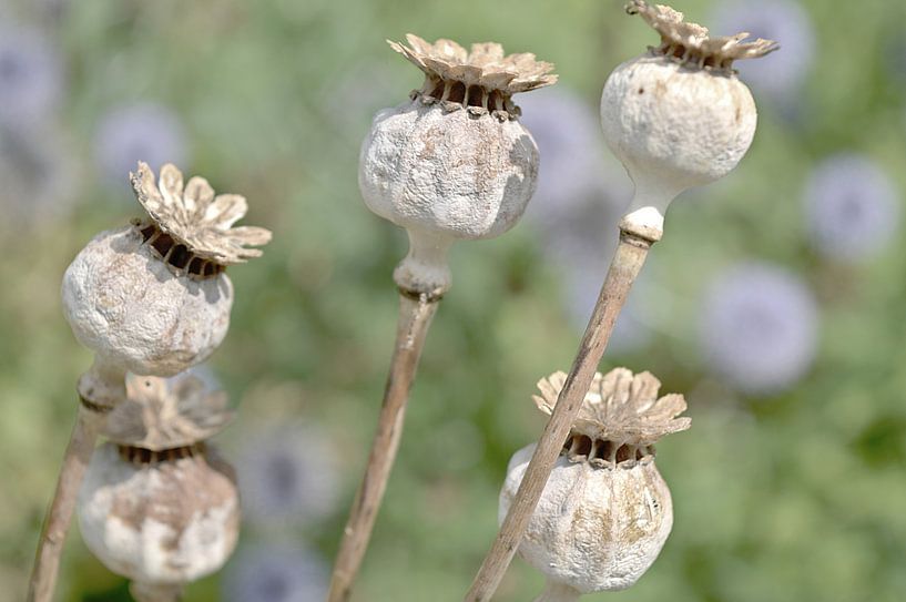 Blumen 7 von True Color Stories