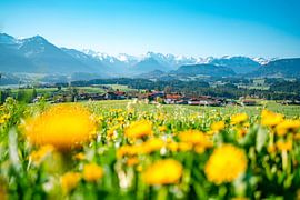 Dandelion with view of the Allgäu Alps by Leo Schindzielorz