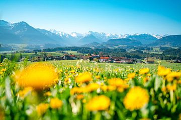 Löwenzahn mit Blick auf die Allgäuer Alpen von Leo Schindzielorz