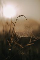 Golden spider web