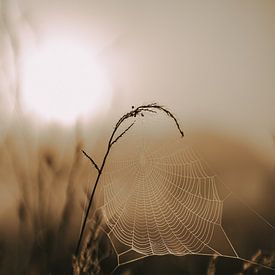 Golden spider web by Imagination by Mieke