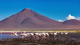 De flamingo's van Laguna Colorada van Roland Brack