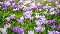 Lente