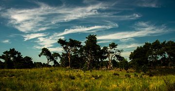 Landschap van Tim Moeremans