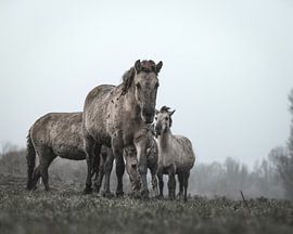 Chevaux Konik à Oostvaardersplassen sur Patrick van Bakkum