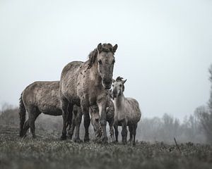 Konik-Pferde in Oostvaardersplassen von Patrick van Bakkum