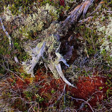 Verweerd Hout op de Bosgrond - Bosstructuur van Christiaan de Groot