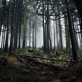 Forêt sombre 021 sur Oliver Henze
