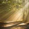 Sun Harps over a forest path by Shotz by Mindy
