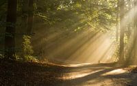 Sun Harps over a forest path