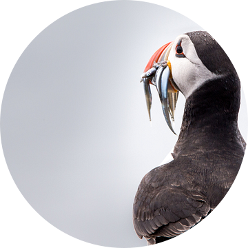 Puffin (Farne Islands)