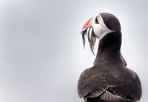 Puffin (Farne Islands)