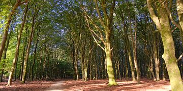 Hoog Soerense Bossen van Maarten Heckman natuurfotografie
