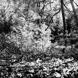 Holterberg-Wald zu Beginn des Herbstes von Pieter Muller