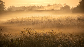 Schilflandschaft im goldenen Morgenlicht von Erwin Pilon