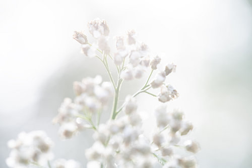 Delicate flowers in bright light – Soft macro nature photography