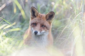 Roter Fuchs von Ronald van Emmerik