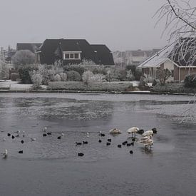 Eenden en zwanen in de winter von Corry Husada-Ghesquiere