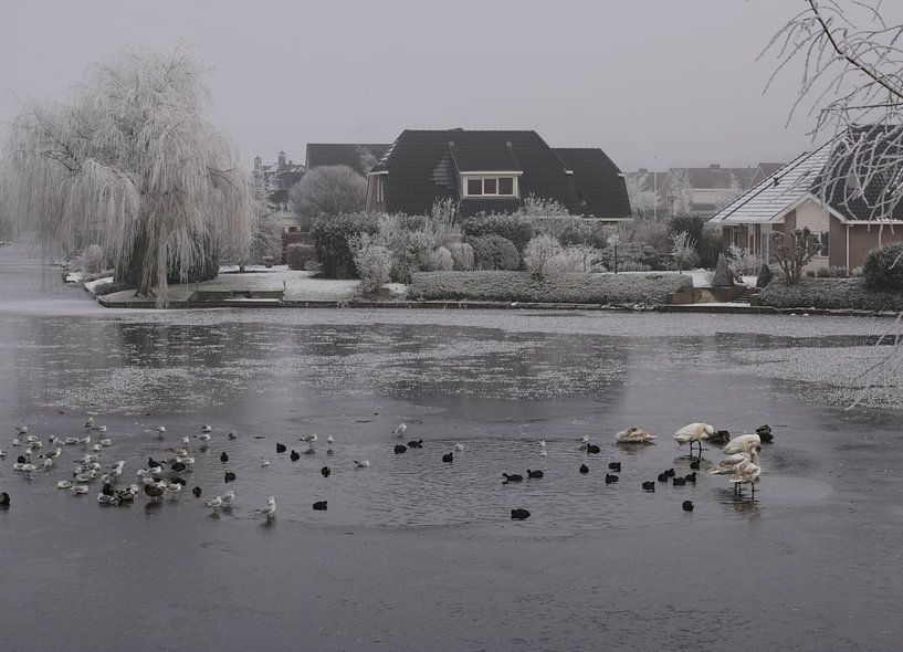 Eenden en zwanen in de winter van Corry Husada-Ghesquiere