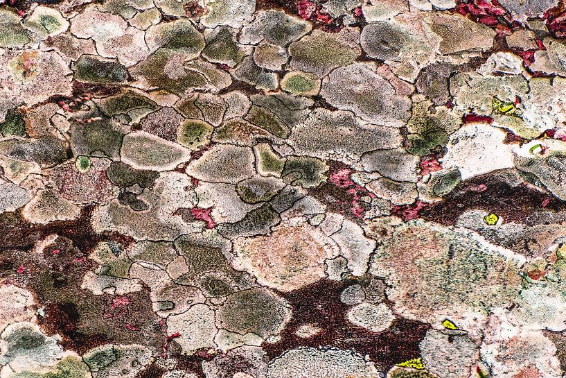 Abstrakte Kunst der Natur, bunte Felszeichnung im Moos von Andrea de Grauw