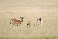 fallow deer, three of a kind