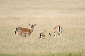 damherten, three of a kind