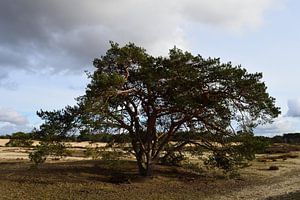 Eine Kiefer auf einer Sandwanderung