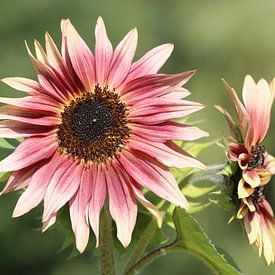 Sunflower by Matthias Brix