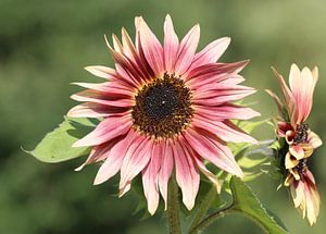 Tournesol