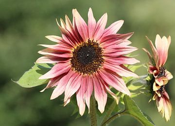 Sonnenblume von Matthias Brix