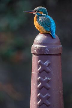 IJsvogel op Amsterdammertje in Amsterdam van Jeroen Stel