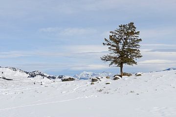 Lonely conifer in winter van wunderbare Erde