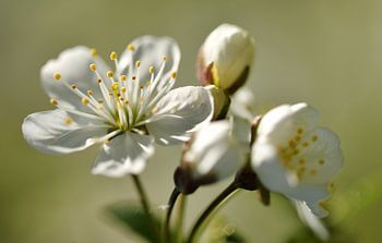 The blossom of a sour cherry