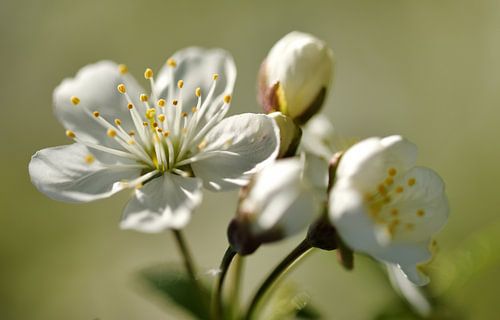 The blossom of a sour cherry
