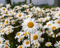 Une belle grande marguerite blanche
