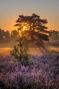 Sunrise at Brunssummer Heide / Heather Landscape
