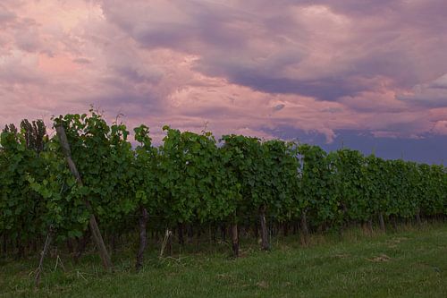 Wijnvelden in de Elzas, Frankrijk tijdens zonsondergang