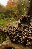 Herfst 5